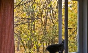 Dažniau atverdami langus ne tik galite pradžiuginti naminius gyvūnėlius, bet ir padėti sau.