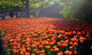 Foto iš free-extras.com