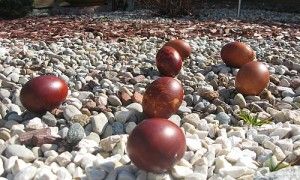 t_IMG_2243
