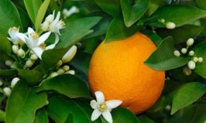 neroli-in-skin-cleansers-1
