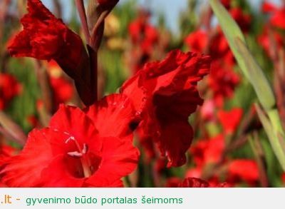 Sveikiname su Mokslo metų pradžia!